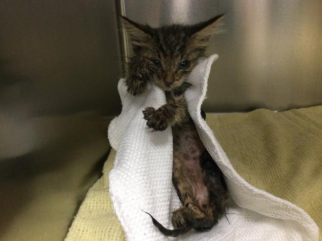Adoptable Cat