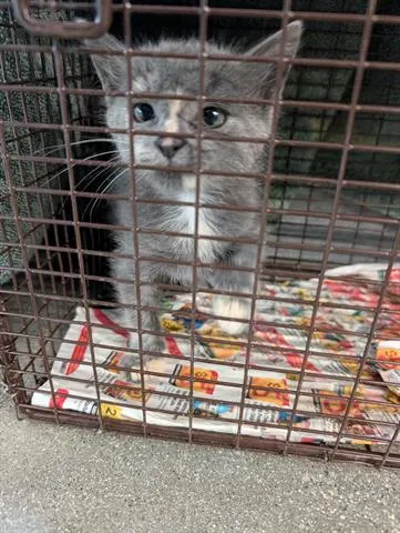 Adoptable Cat