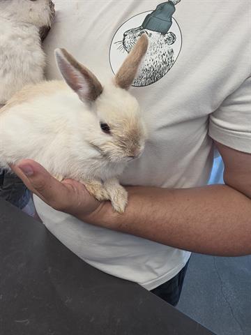 Adoptable pet