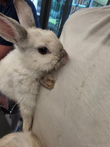 Adoptable pet