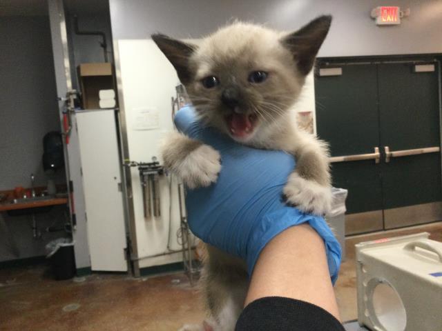 Adoptable Cat