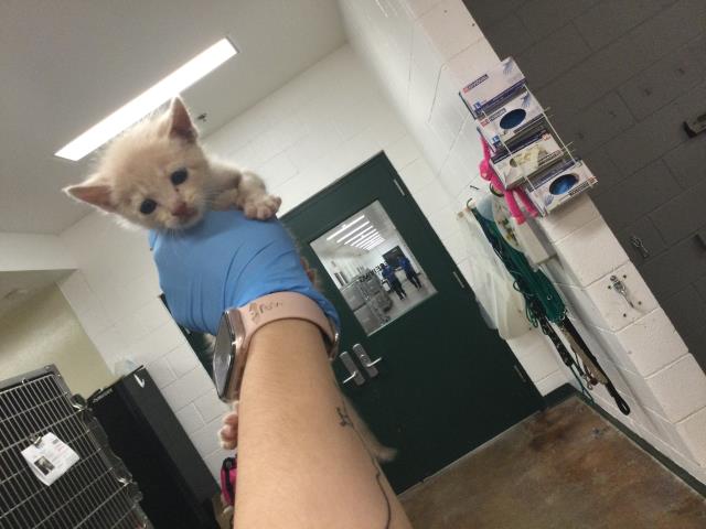 Adoptable Cat