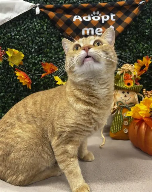 Pumpkin Chai
