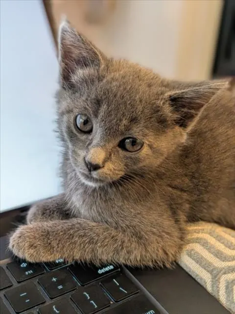 Delilah*