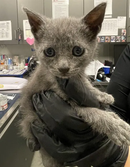 Poobert - Adoption Pending