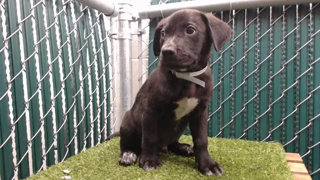 Adoptable Dog