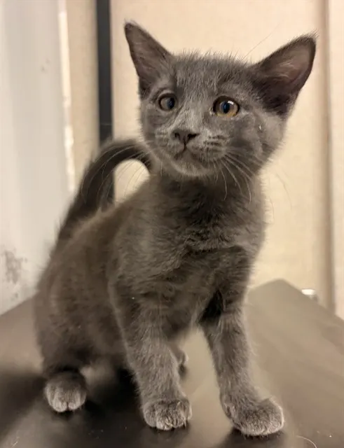Adoptable Cat