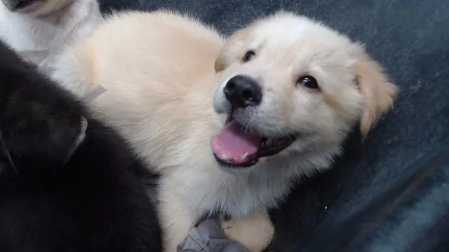Adoptable Dog