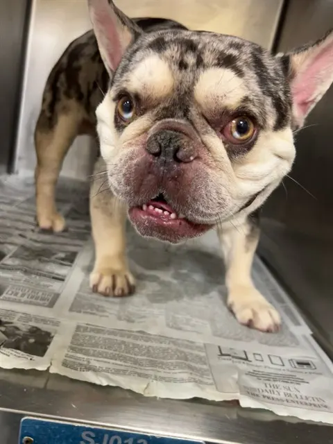Axl