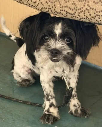 Adoptable Dog
