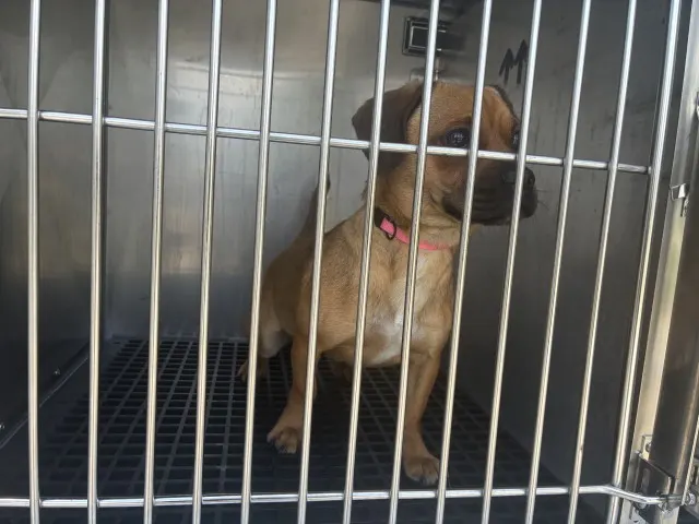 Adoptable Dog