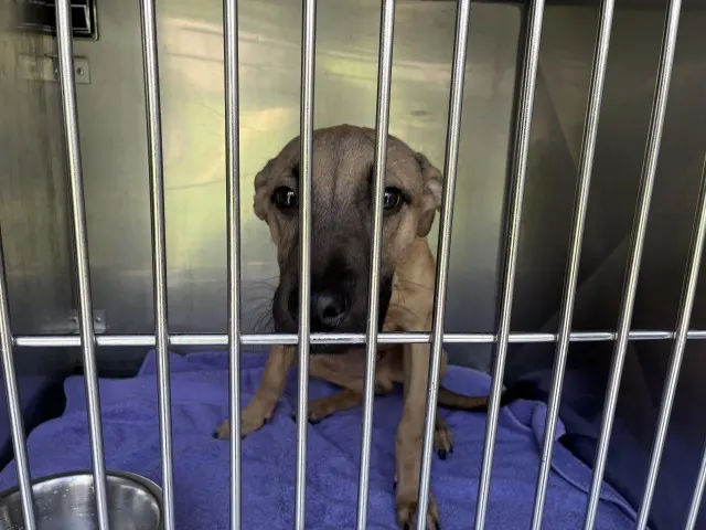 Adoptable Dog