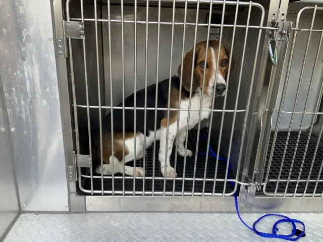 Adoptable Dog