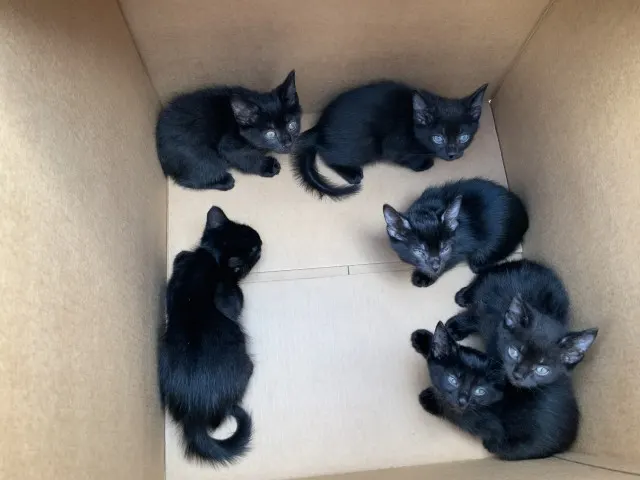 Adoptable Cat