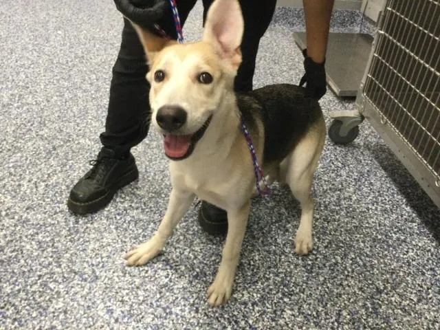 Adoptable Dog