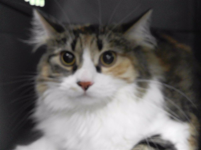 Janice Moopet