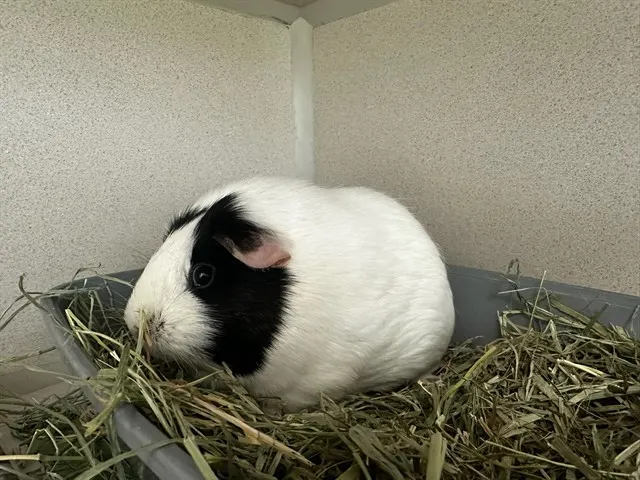 Snow Ball