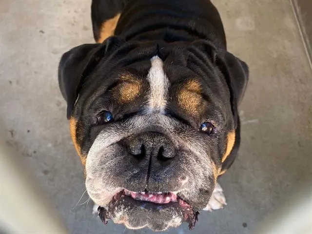 Angus