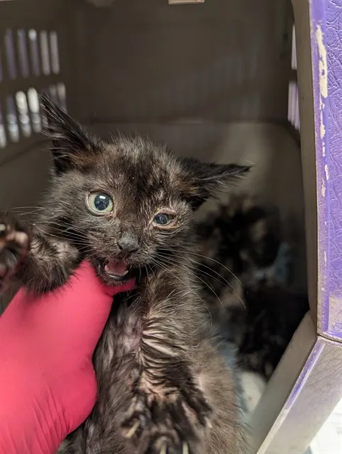 Jinx - Adoption Pending