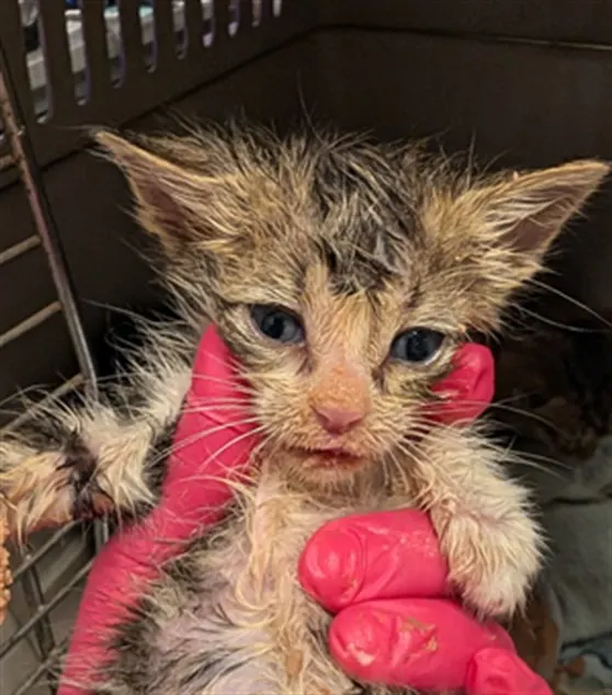 Milkshake - In Foster