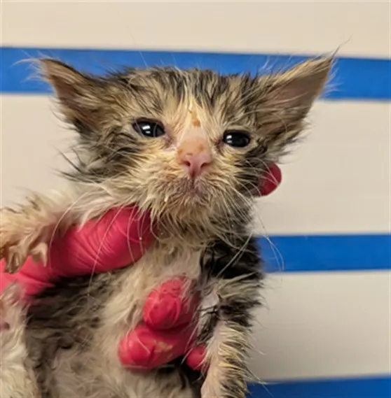 Shortcake - Adoption Pending