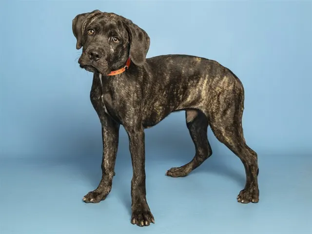 Brindle