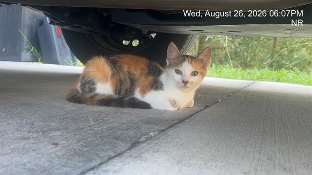 Adoptable Cat