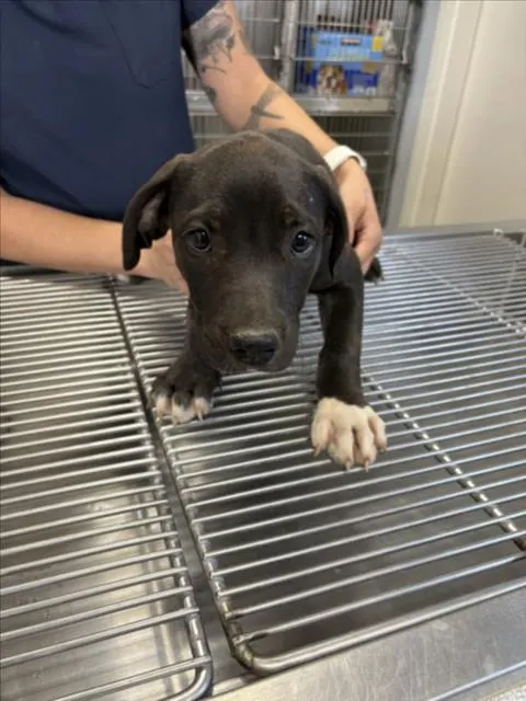 Adoptable Dog
