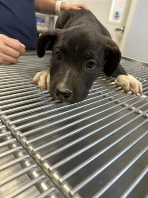 Adoptable Dog