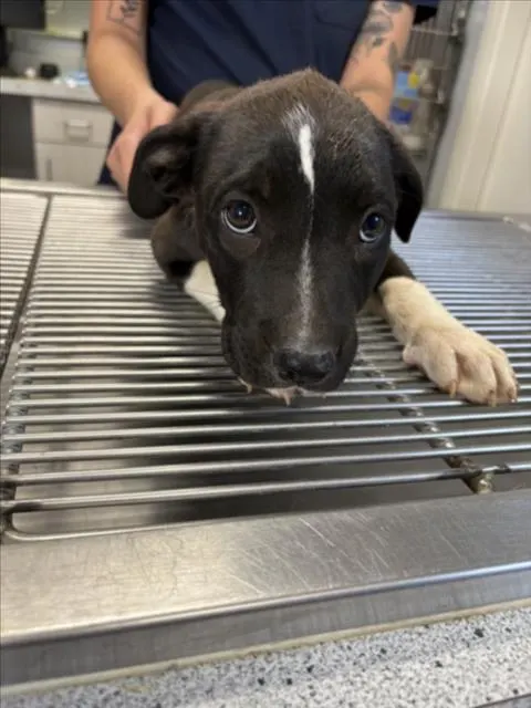 Adoptable Dog