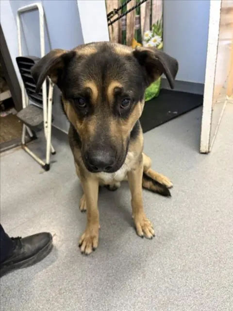 Adoptable Dog