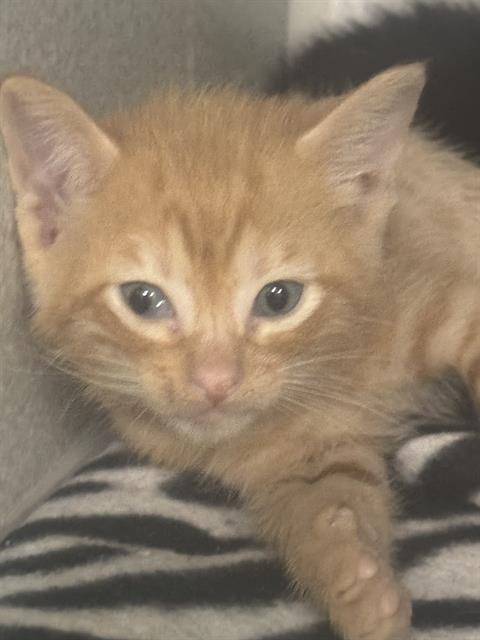 Leni
