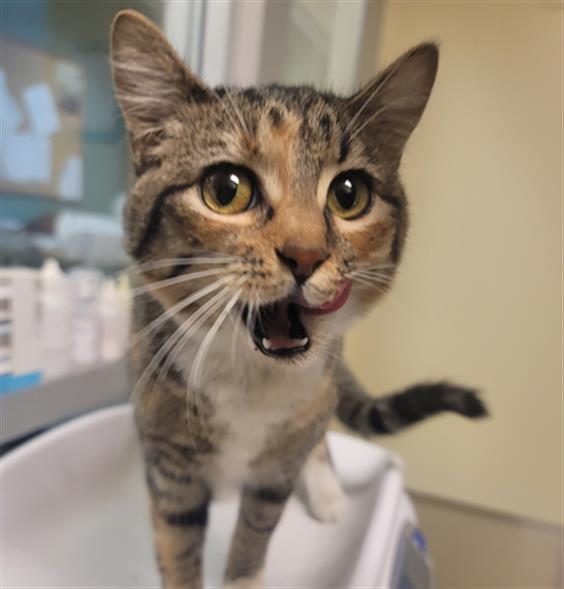 Artemis
