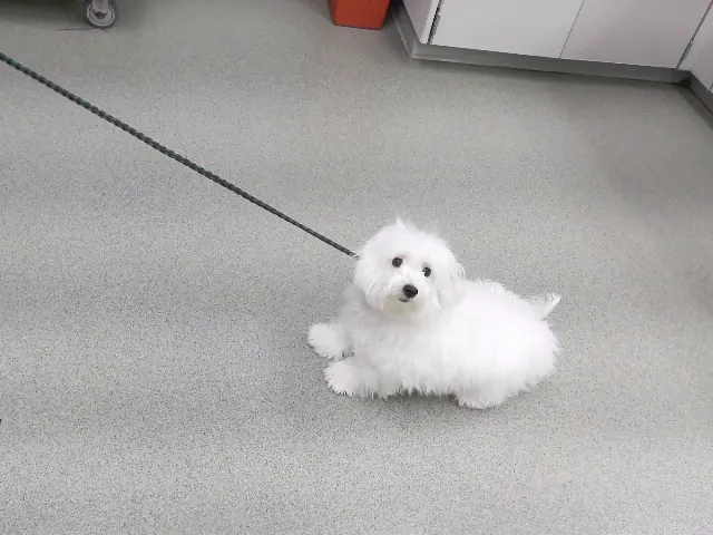 Hay