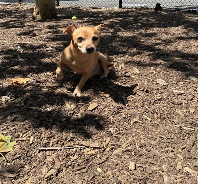 Adoptable Dog