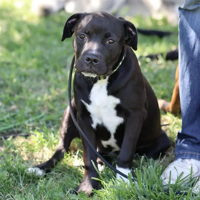 Adoptable Dog