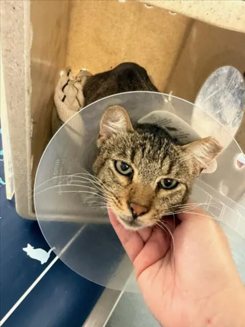Adoptable Cat