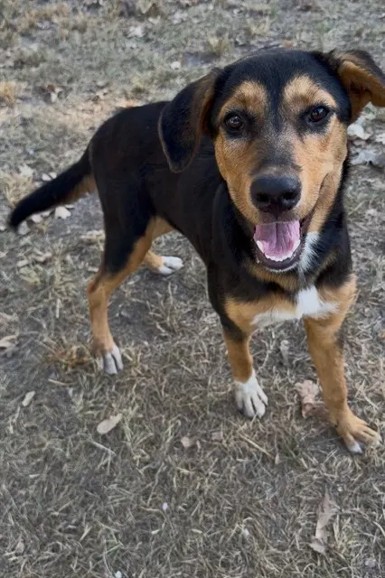 Adoptable Dog