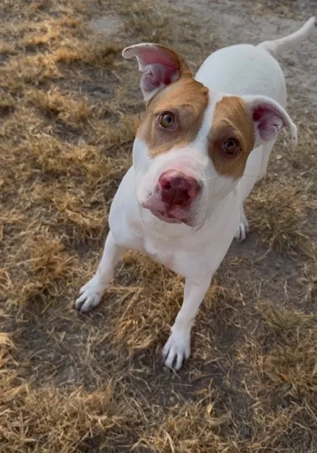 Adoptable Dog