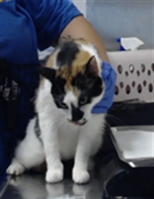 Adoptable Cat