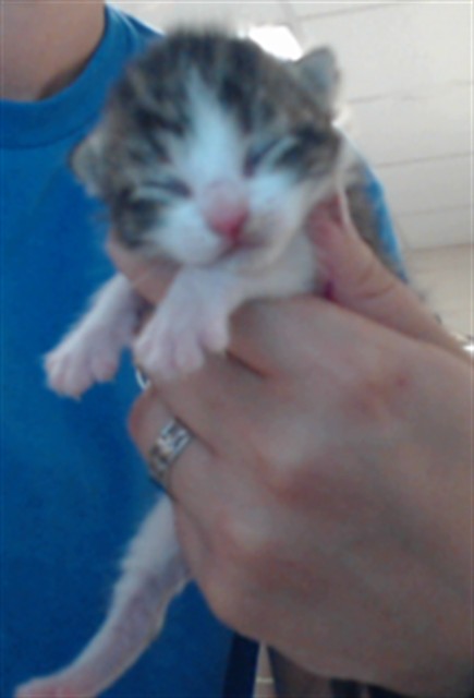 Adoptable Cat
