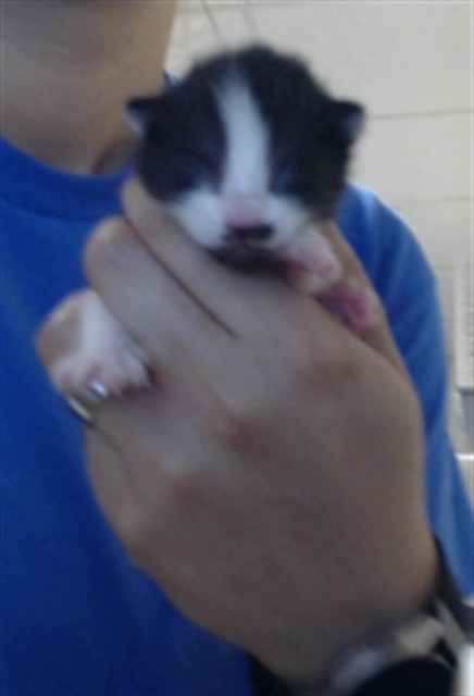 Adoptable Cat