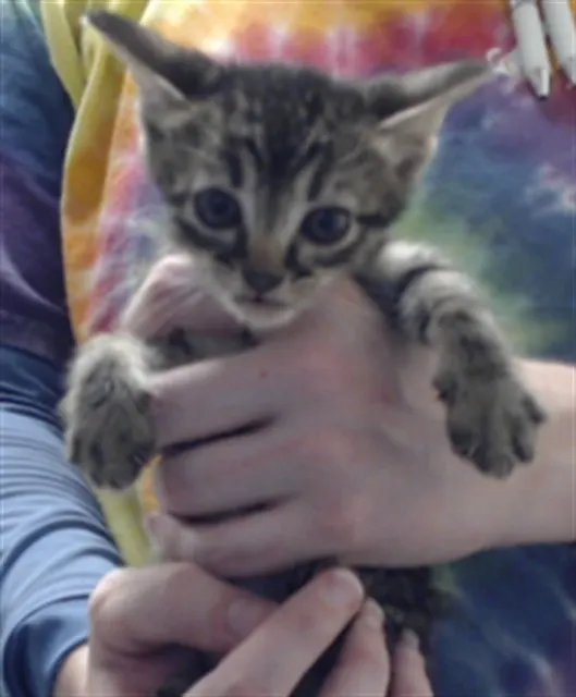 Adoptable Cat