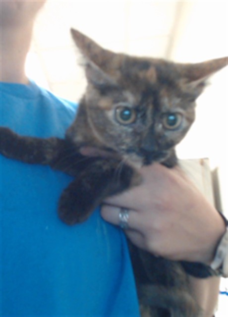 Adoptable Cat