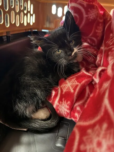 Mittens