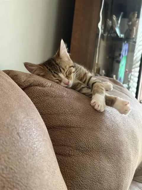Molly