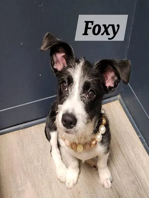 Foxy