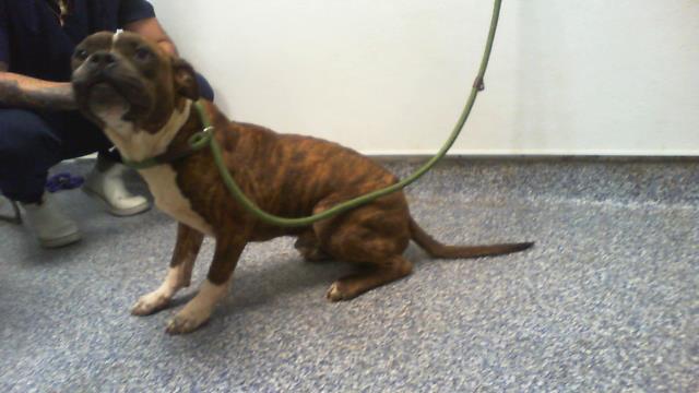 Adoptable Dog