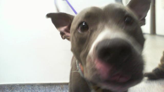 Adoptable Dog