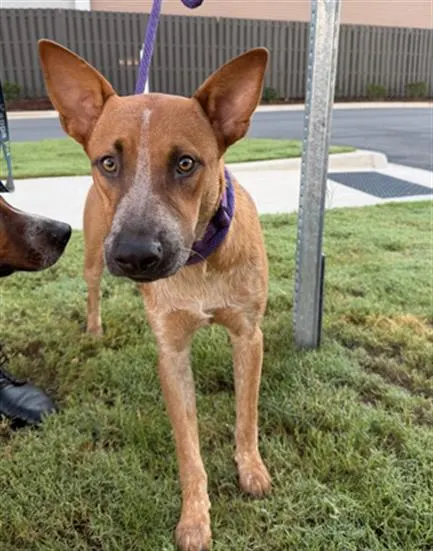 Adoptable Dog